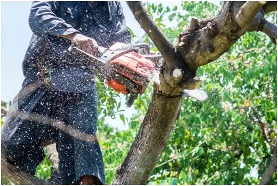 tree services Elkhorn